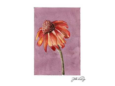 Mauve echinacea watercolor