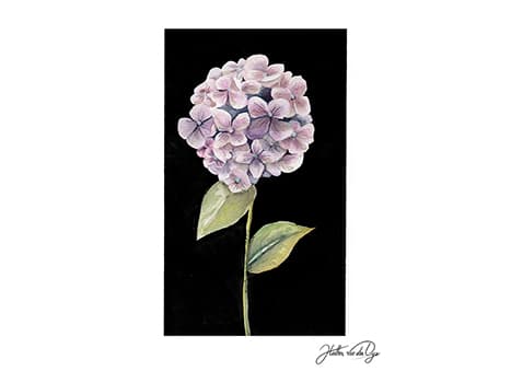 Black Hydrangea watercolor