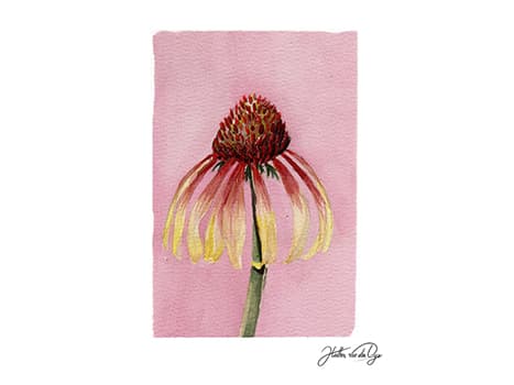 Colorblock Coneflower watercolor