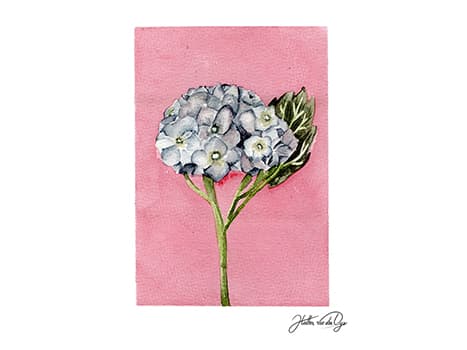 Pink hydrangea watercolor